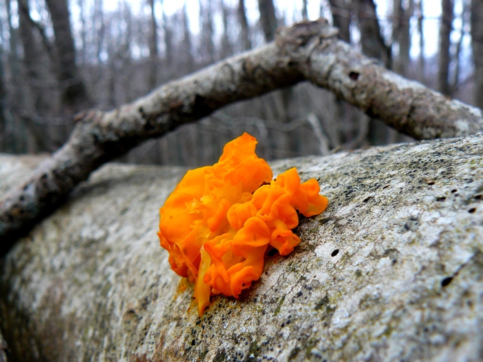 Tremella mesenterica?